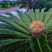 ソテツの花