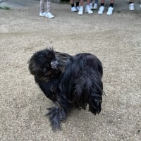 学童クラブ☆ニワトリの『きよちゃん』と遊ぶ学童の子どもたち♪