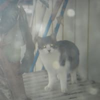 　長嶋茂雄さんが亡くなった。大ショック！昭和は完全に終わったな。。。ふしぎ現象だ！　【不思議だな　オーブが飛び交う　野良猫だ】　オーブ川柳　　　【　終わりあり　又つぎ進歩　始めあり　】終わり川柳