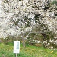 伊豆散策