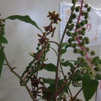篠窪（しのくぼ）の隣町 草月流佐久山様が「ヤマゴボウ」を生ける(2025/07/08）