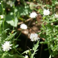 猛暑の中咲いてきた花とガーデニングの学び