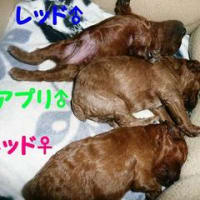 ニューフェース☆ふうちゃんの兄妹～(*- -)(*_ _)ペコリ