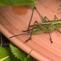 熱中症警戒アラート・アリとキリギリス