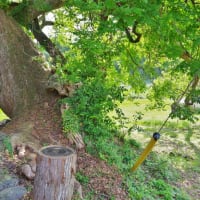 高知県香美市、土佐山田町神母ノ木「神母神社楠の大木」です！！