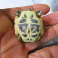 ヒガシヘルマン25もあ１号・２号誕生＼(^^@)/