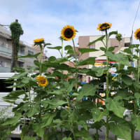 ひまわり