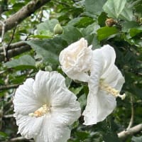 花も夏花に変わりました。梅雨入りも早く、梅雨明けも早く