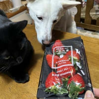 しらたまとべにたまとドッグフレンドリーフェスタ