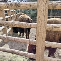 東山動植物園の写真