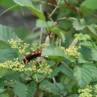 ヤブガラシと昆虫