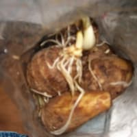 久しぶりの自校