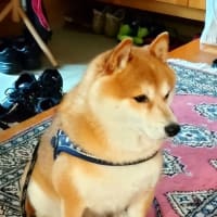 2022－8月　愛犬チャロウ　”三つ子の魂百まで”