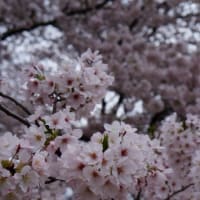 桜見物＊浜松市蜆塚公園