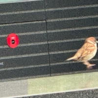 オサンポ walk - 鳥bird : たまに、のスズメ sometimes, "Hello sparrows!"