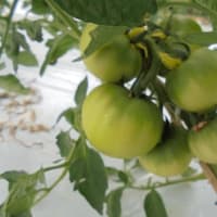 トマトの生育