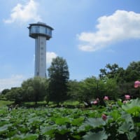 ～行田市・古代蓮と田んぼアートが見頃です～