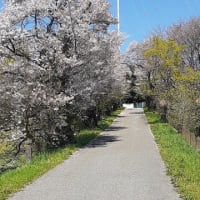 桜・桜・桜　文化放送送信所