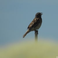 野鳥　ホオアカ