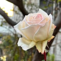 上げたり下げたり…。