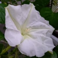 それでも夕ちゃん開花・・、
