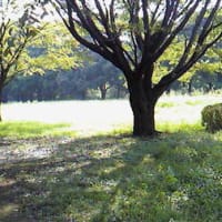 木陰のランニング