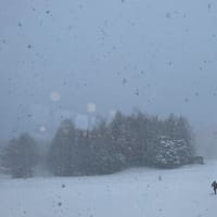 乗鞍スキー場で新雪練習