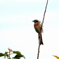 07/23探鳥記録写真-2：はまゆう公園の鳥たち（ホオジロ三昧、）