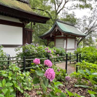藤森神社の紫陽花苑