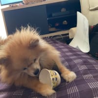 お久しぶりです。