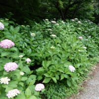 名古屋茶屋ヶ坂公園の立葵とアジサイ。アジサイはアップで描くのがいいかな。