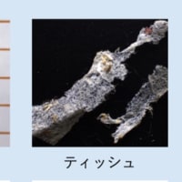 八王子市の滝山保全地域のタヌキの食性