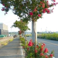 街路樹の百日紅