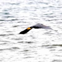 05/16探鳥記録写真-2:若松北海岸千畳敷の鳥たち②（2羽のクロサギと飛翔、）