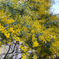 ミモザ