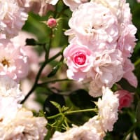 薄いピンク色のバラ「ボニカ ’８２」が咲いていました！