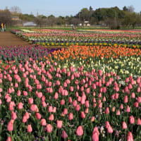 桜とチューリップ