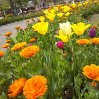 馬見丘陵公園へ。