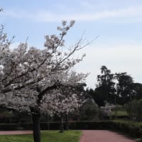 「桜の花を見に」