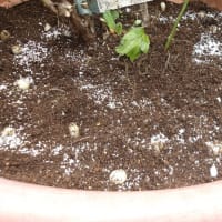 ブルーベルの球根堀り