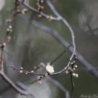 梅が開花：岡山後楽園＆半田山植物園