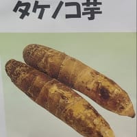 🆕【新着情報】里芋種子・花苗🏵️好評店頭販売中❗