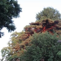 夕方涼しくなると