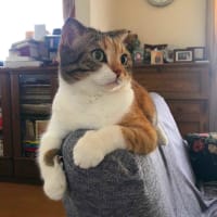 猫の気紛れ