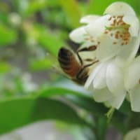 榊に蜜蜂