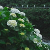 中木庭ダムあじさいまつりIN佐賀県鹿島市　2025/6/15