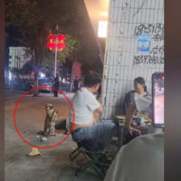 「お礼ができる」夜市のアイドル犬＝中国【動画あり】