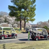 満開の桜の中でゴルフ！