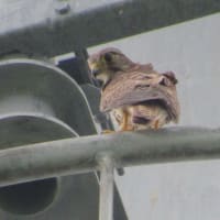 チョウゲンボウ♀。(7/5＊土）