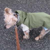 雨が降っても散歩に行きたいヨーキー